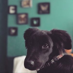 Meet your Posher, Tony